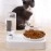 Pet bowl Small and medium-sized dogs and cats Drinking water Feeding bowl Automatic refilling pet cat bowl